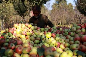 Apple Business In Kashmir