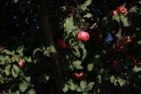 Apple Business In Kashmir