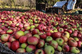 Apple Business In Kashmir