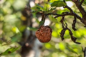 Apple Business In Kashmir