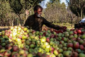 Apple Business In Kashmir