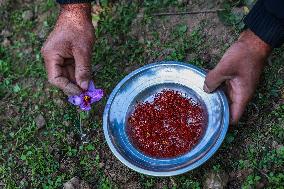 Saffron In Kashmir