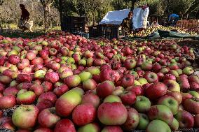 Apple Business In Kashmir