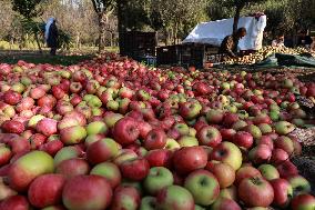 Apple Business In Kashmir