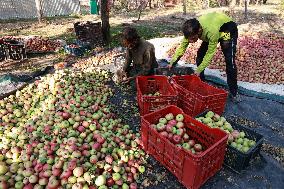 Apple Business In Kashmir