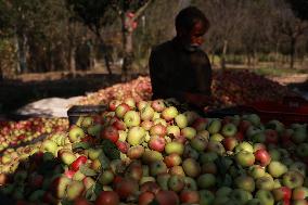 Apple Business In Kashmir