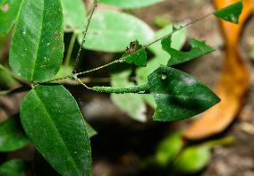 Catopsilia Pomona - Common Emigrant Butterfly Caterpillars  - Animal India