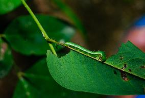 Catopsilia Pomona - Common Emigrant Butterfly Caterpillars  - Animal India