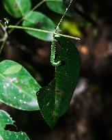 Catopsilia Pomona - Common Emigrant Butterfly Caterpillars  - Animal India