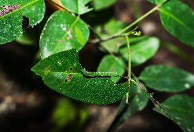 Catopsilia Pomona - Common Emigrant Butterfly Caterpillars  - Animal India