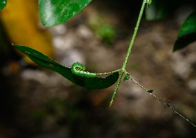 Catopsilia Pomona - Common Emigrant Butterfly Caterpillars  - Animal India