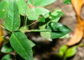 Catopsilia Pomona - Common Emigrant Butterfly Caterpillars  - Animal India