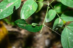 Catopsilia Pomona - Common Emigrant Butterfly Caterpillars  - Animal India