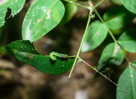 Catopsilia Pomona - Common Emigrant Butterfly Caterpillars  - Animal India