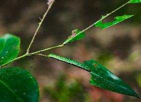 Catopsilia Pomona - Common Emigrant Butterfly Caterpillars  - Animal India