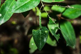 Catopsilia Pomona - Common Emigrant Butterfly Caterpillars  - Animal India