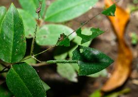 Catopsilia Pomona - Common Emigrant Butterfly Caterpillars  - Animal India