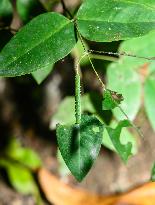 Catopsilia Pomona - Common Emigrant Butterfly Caterpillars  - Animal India