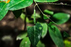 Catopsilia Pomona - Common Emigrant Butterfly Caterpillars  - Animal India