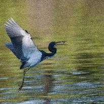 Tricolored Heron