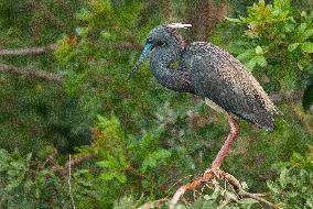 Tricolored Heron