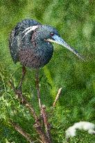 Tricolored Heron