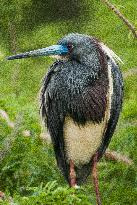 Tricolored Heron