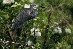 Tricolored Heron