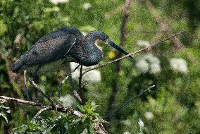 Tricolored Heron