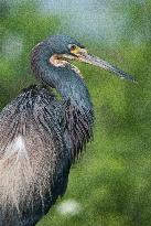 Tricolored Heron