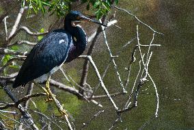 Tricolored Heron