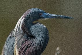 Tricolored Heron