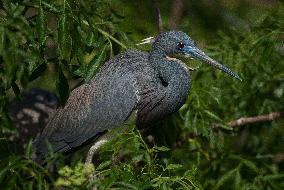 Tricolored Heron