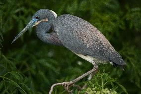 Tricolored Heron