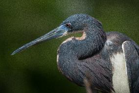 Tricolored Heron