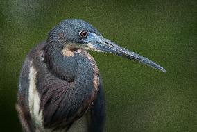 Tricolored Heron