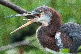 Tricolored Heron