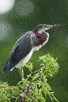 Tricolored Heron