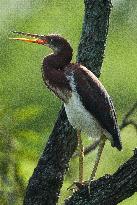 Tricolored Heron