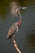 Tricolored Heron