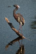 Tricolored Heron