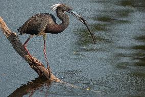 Tricolored Heron