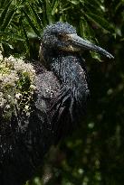 Tricolored Heron