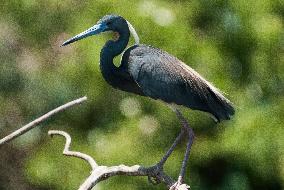 Tricolored Heron