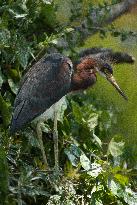 Tricolored Heron