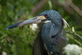 Tricolored Heron