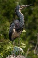 Tricolored Heron