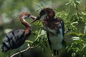 Tricolored Heron