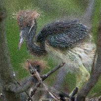 Tricolored Heron