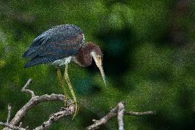 Tricolored Heron